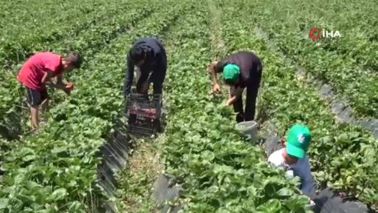 Yonca yerine ekti şimdi paraya para demiyor. Beyin ve kalp sağlığa birebir 9